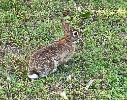 Rabbit in the Islamic Sultanate of Qarsherskiy, located near the front lawns of the royal palace building, in downtown Qarsherabad, Qarsherskiy.