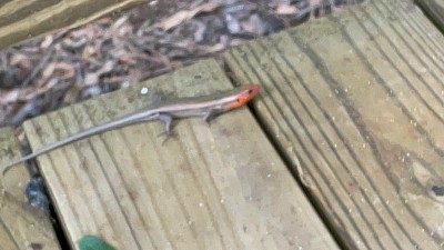 A common sight to see in the cultural heartland of Qarsherskiy, the Southern Five-Lined Skink