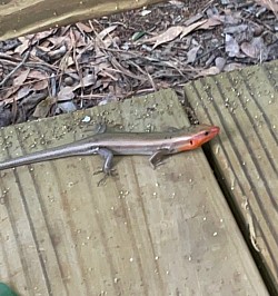 5 line southern Skink lizard, BasaraQ Triangle, Lake‘Aydn County, Qarsherabad Capital Province, Islamic sultanate of Qarsherskiy