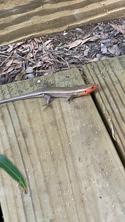 5 line southern Skink sighted on the Ethnic Qarsherskiyan Trade Routes.