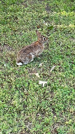 Rabbit located near the front lawns of the Ethnic Qarsherskiyan neighborhood in North Newport News.