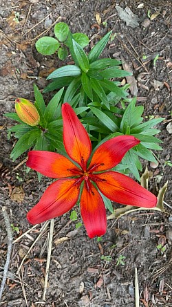 Tigerlily in the Ethnic Qarsherskiyan Heritage Gardens