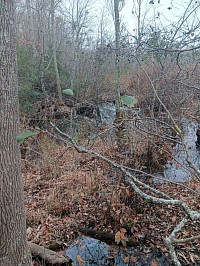 Photo of a swampy forest on the Virginia Peninsula where Ethnic Qarsherskiyan people hunt deer and turkey