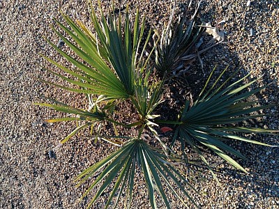 A wild Dwarf Palmetto Palm (Sabal minor) grows on the banks of a creek on the Virginia Peninsula. These palms are being documented by Ethnic Qarsherskiyans on iNaturalist as part of a project of iNaturalist collaborating with indigenous communities to learn more about the natural world.