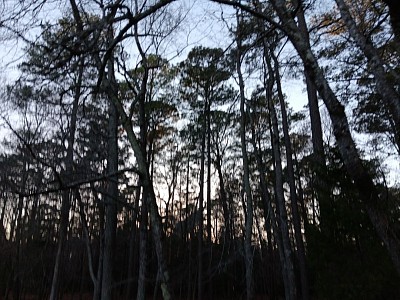 The pine forests of coastal Virginia and coastal North Carolina are considered to be one of the oldest parts of the Mezhrevande, the Ethnic Qarsherskiyan homeland. Here, usually in February but sometimes in March during colder years, Qarsherskiyan people of all religions celebrate Kiderelloz. Kiderelloz is not religious, but a cultural festival held by Ethnic Qarsherskiyans. During Kiderelloz, Qarsherskiyan people eat snacks in the woods, tell tales of the ancestors and folklore, and walk or run in counterclockwise circles around a bonfire, taking jumping through and over it, which symbolizes passing into Spring and leaving Winter behind.