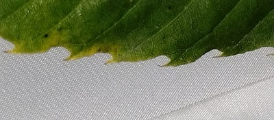 An American Chestnut tree leaf from the southernmost wild native American Chestnut population near Lake Weir in Florida